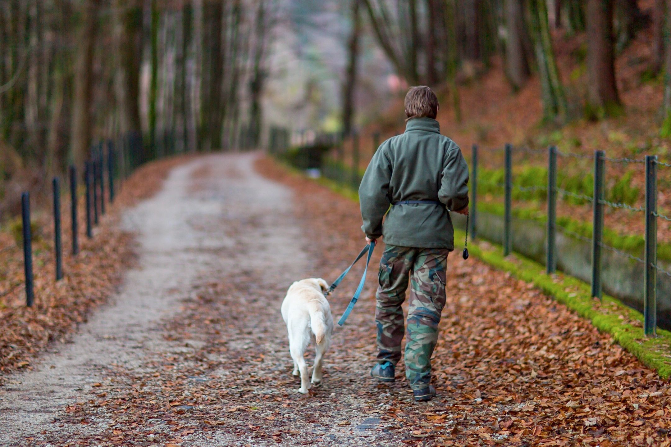 walking down a road with a dog in fall